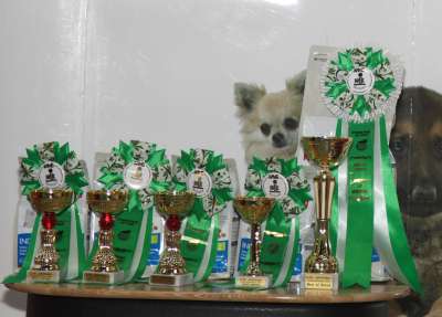 �������� ����� '������� ���-�����' 30 ������-1 ������� 2013., ������������ ���